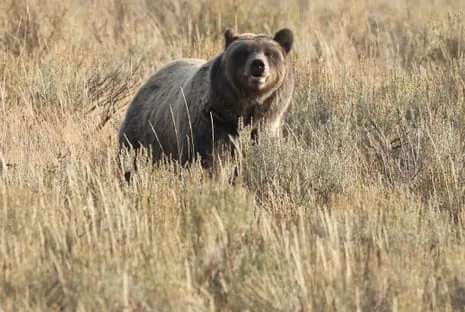 Hiker Assaulted by Grizzly in Wilderness Area Transported to Medical Facility