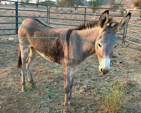 Donkey Healing Following Recent Projectile Strike on Wild Burros in California
