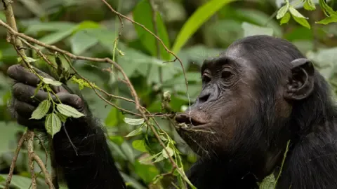 Chimpanzees Consuming a Daily Dose of a Beer Each Day from Overripe Fruits, Study Finds
