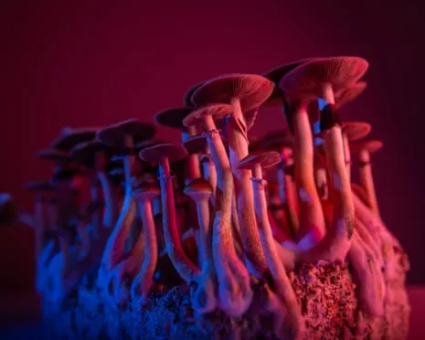 About Psychedelics by Justin Smith-Ruiu: An Intellectual Journey into Consciousness Expanders