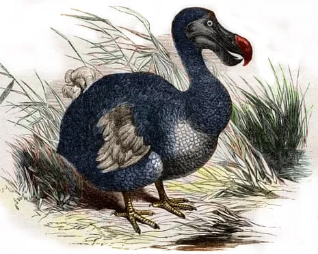 Experts State They’ve Made a ‘Major Breakthrough’ in Bringing Back the Dodo for the First Time in Multiple Generations